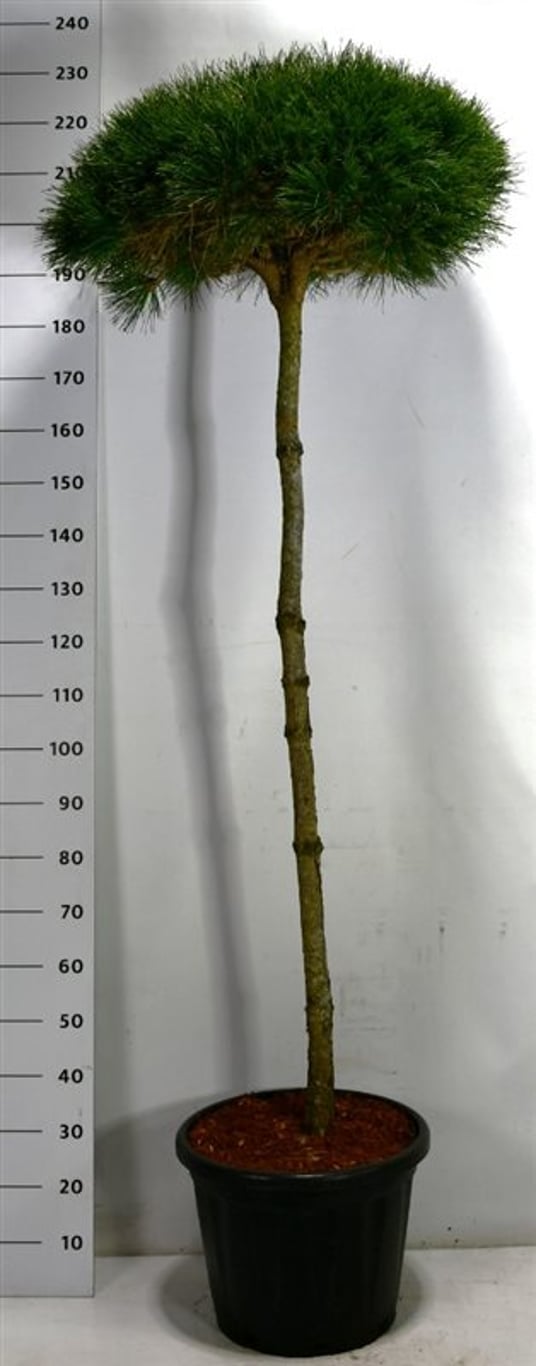 Pinus nigra 'Pierrick Brégeon' - 150 CM Stem Cont.
